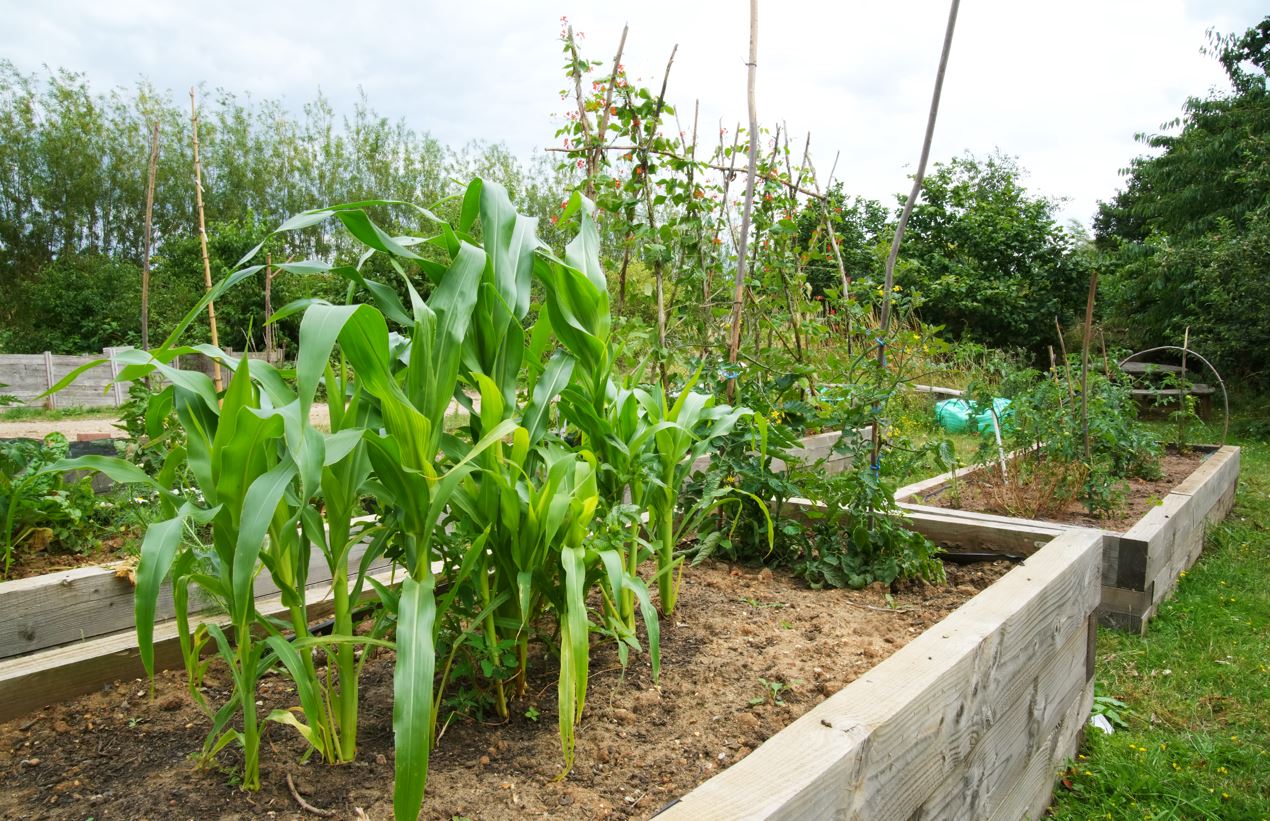 Edible Garden Beds